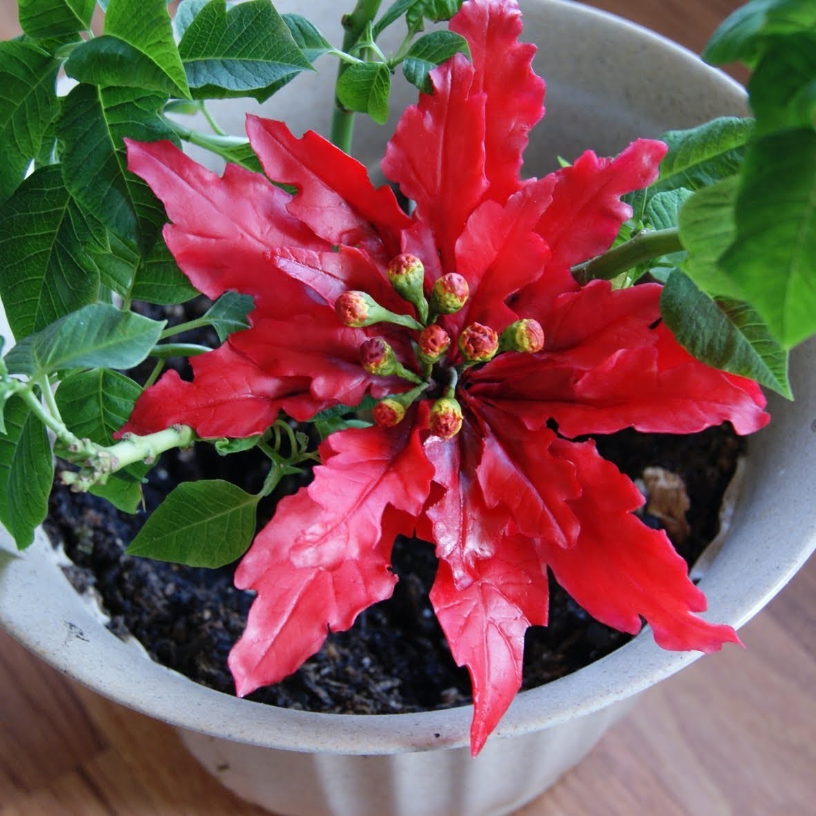 2da parte Como hacer Poinsettia fantasia roja en porcelana fria (manualidades de navidad)