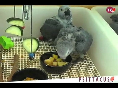 Psittacus Catalonia, instalaciones de incubación artificial y nursería de loros grises