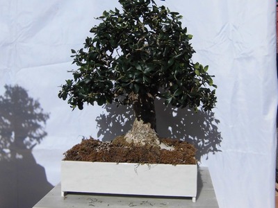 Hacer maceta para bonsai casera hecha con baldosas JM-QJ