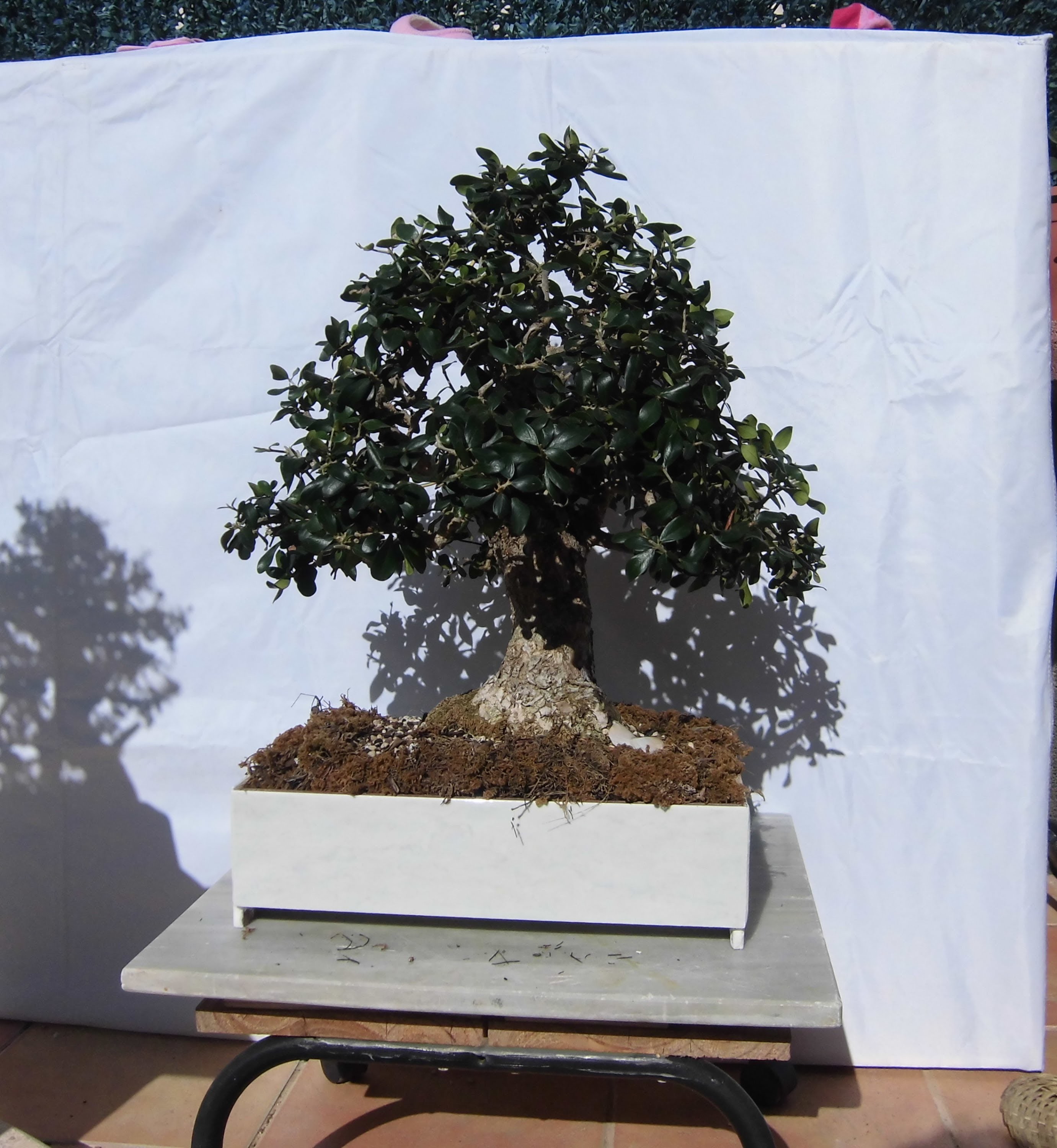 Hacer maceta para bonsai casera hecha con baldosas JM-QJ