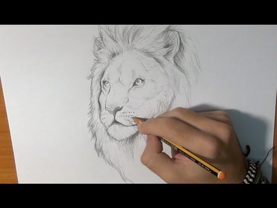 Dibujar un león real