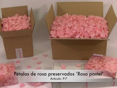 Pétalos de rosa preservado 'Rosa pastel'