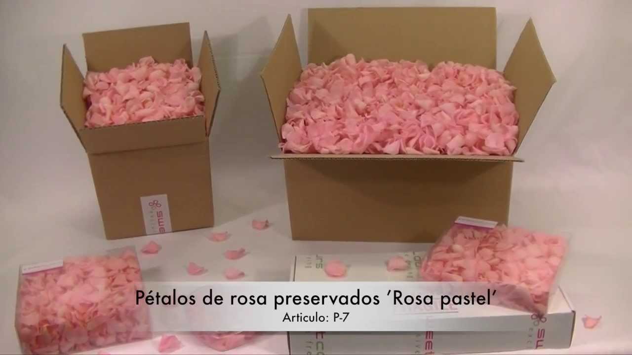 Pétalos de rosa preservado 'Rosa pastel'