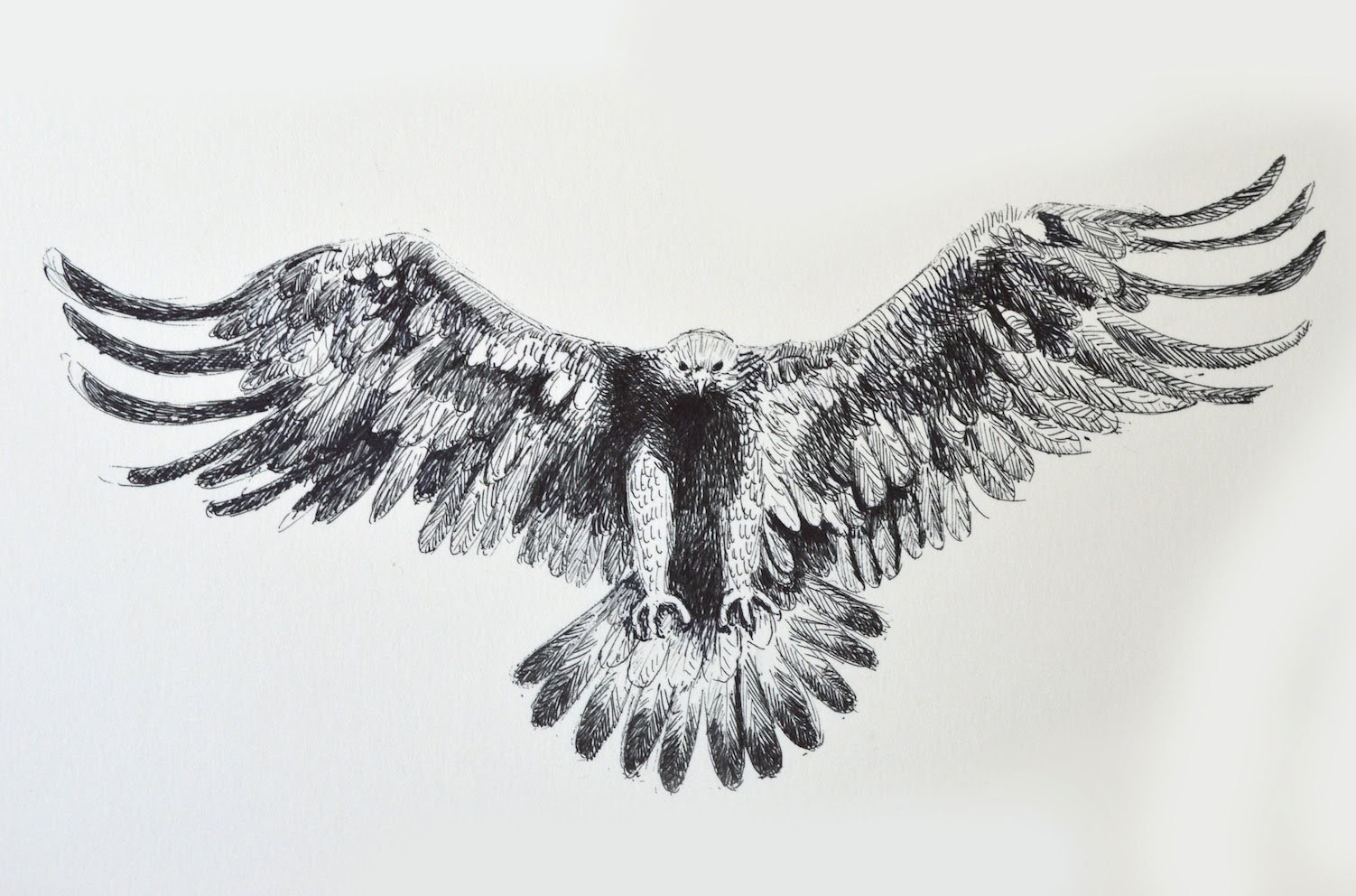 Cómo dibujar un águila con bolígrafo - Arte Divierte.