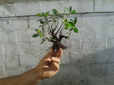 Cómo hacer un mini bonsai (mame)