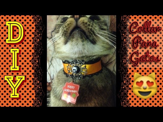 #6 DIY Collar para Gato 