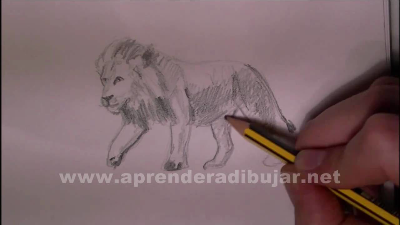 Dibujos de leones - Cómo dibujar un león a lápiz