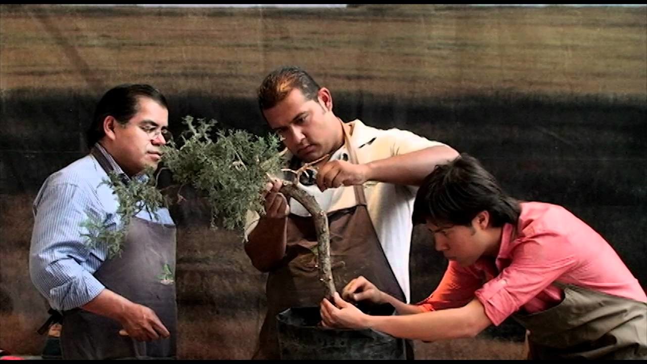 Demostracion de como se hace un bonsai