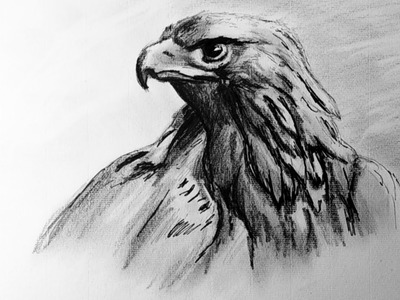 Como Dibujar un Aguila Realista Paso a Paso | Dibujo Artístico, Tecnica Grafito y Tinta Avanzada