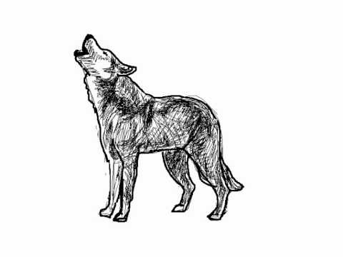 Como dibujar un lobo aullando paso a paso - Dibujos de animales
