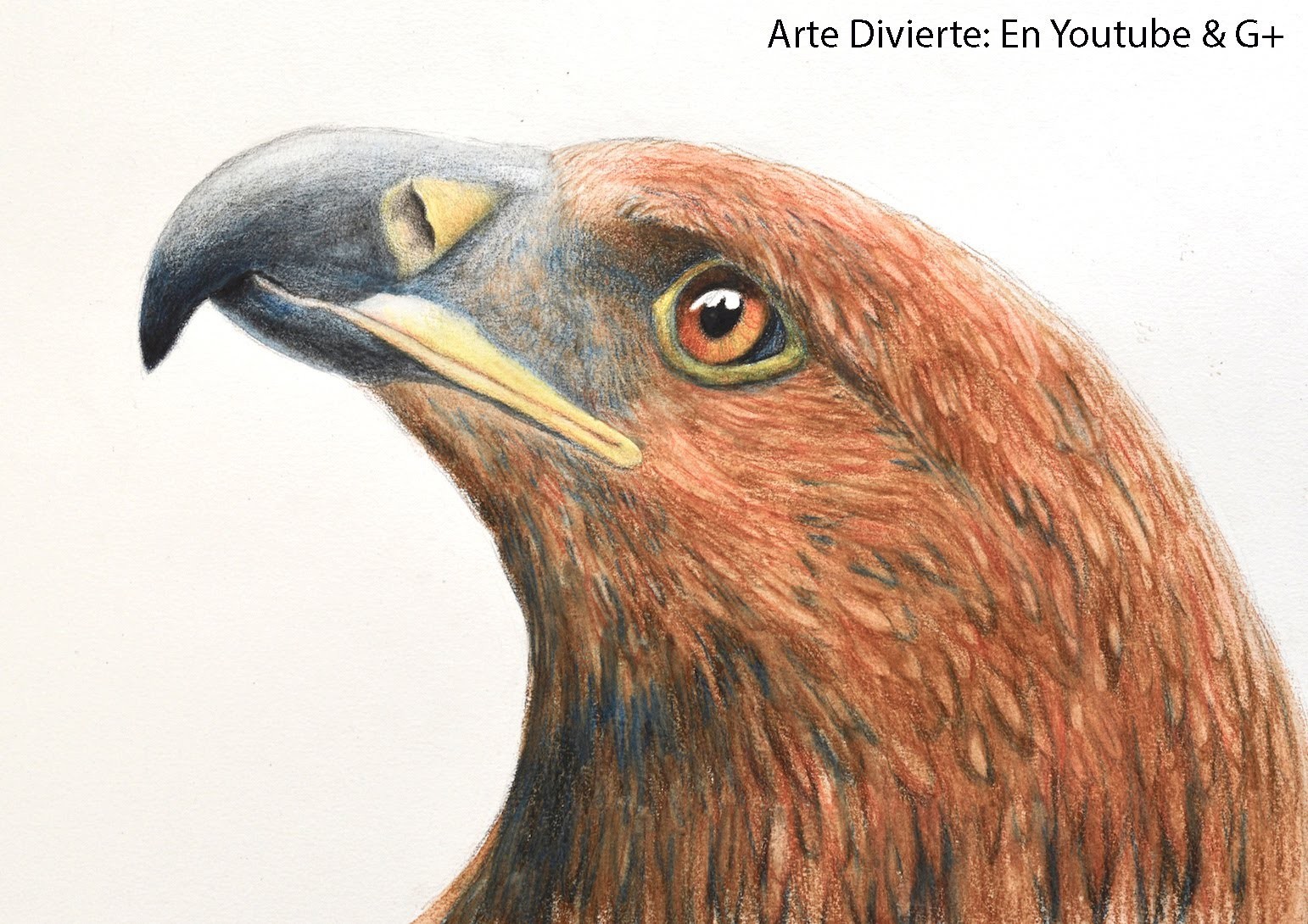 Cómo dibujar una cabeza de águila con lápices de colores acuareleables - Arte Divierte