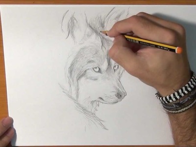Dibujar un lobo real