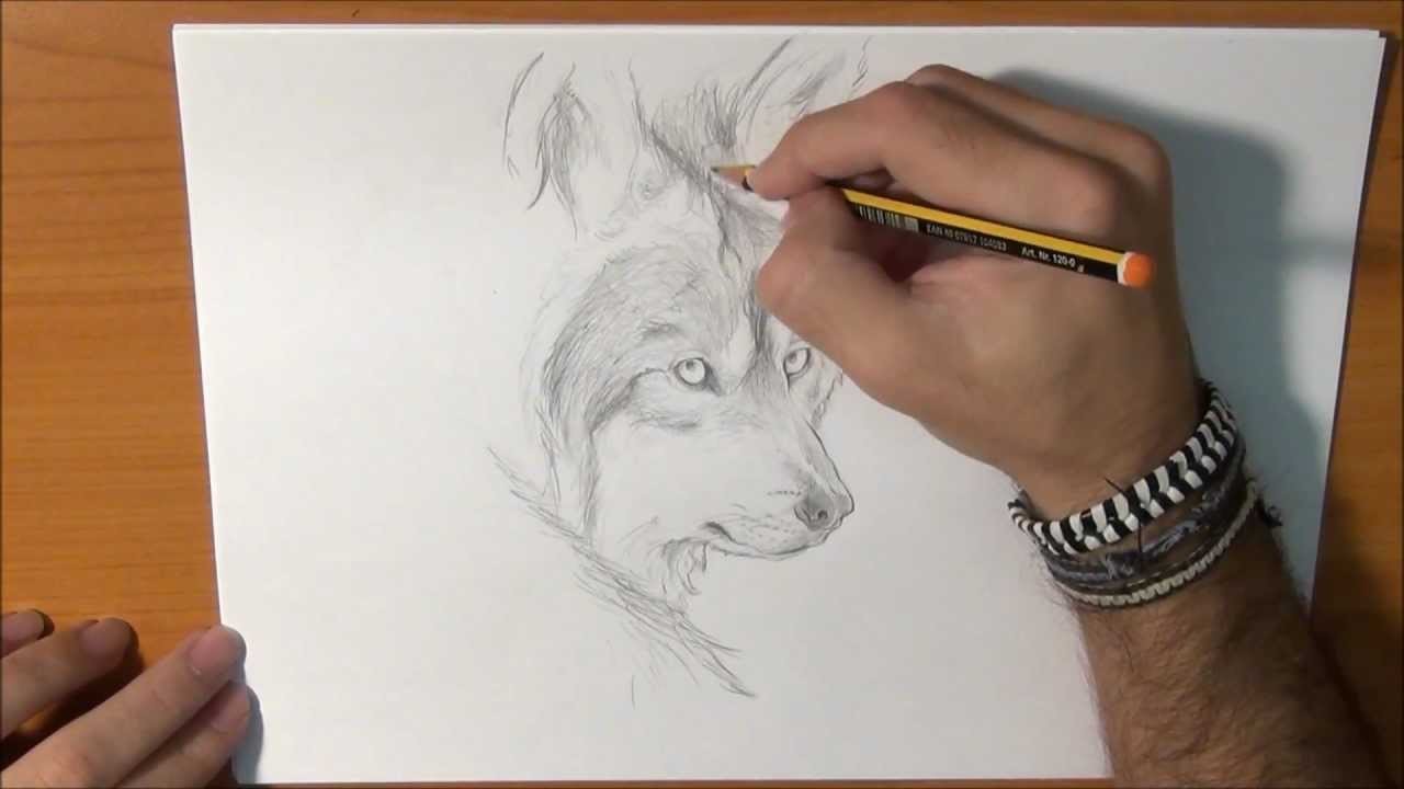 Dibujar un lobo real