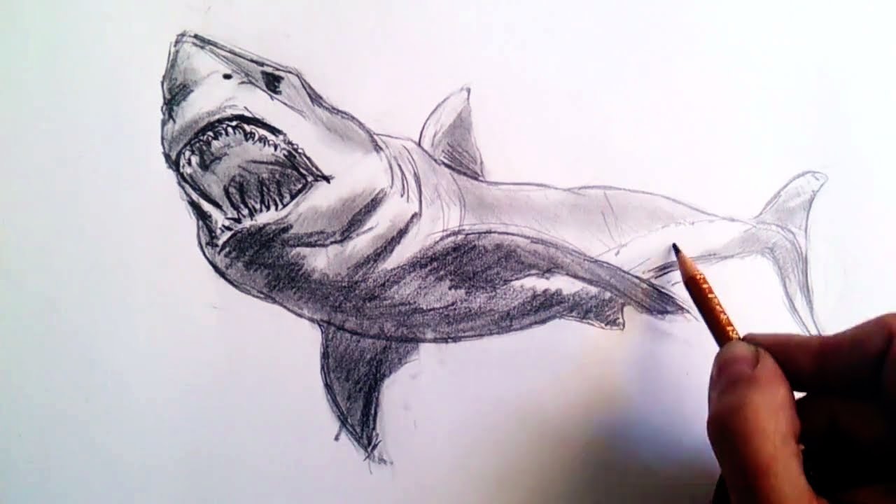 Como dibujar un tiburon a lapiz paso a paso: Tecnicas lápiz de grafito