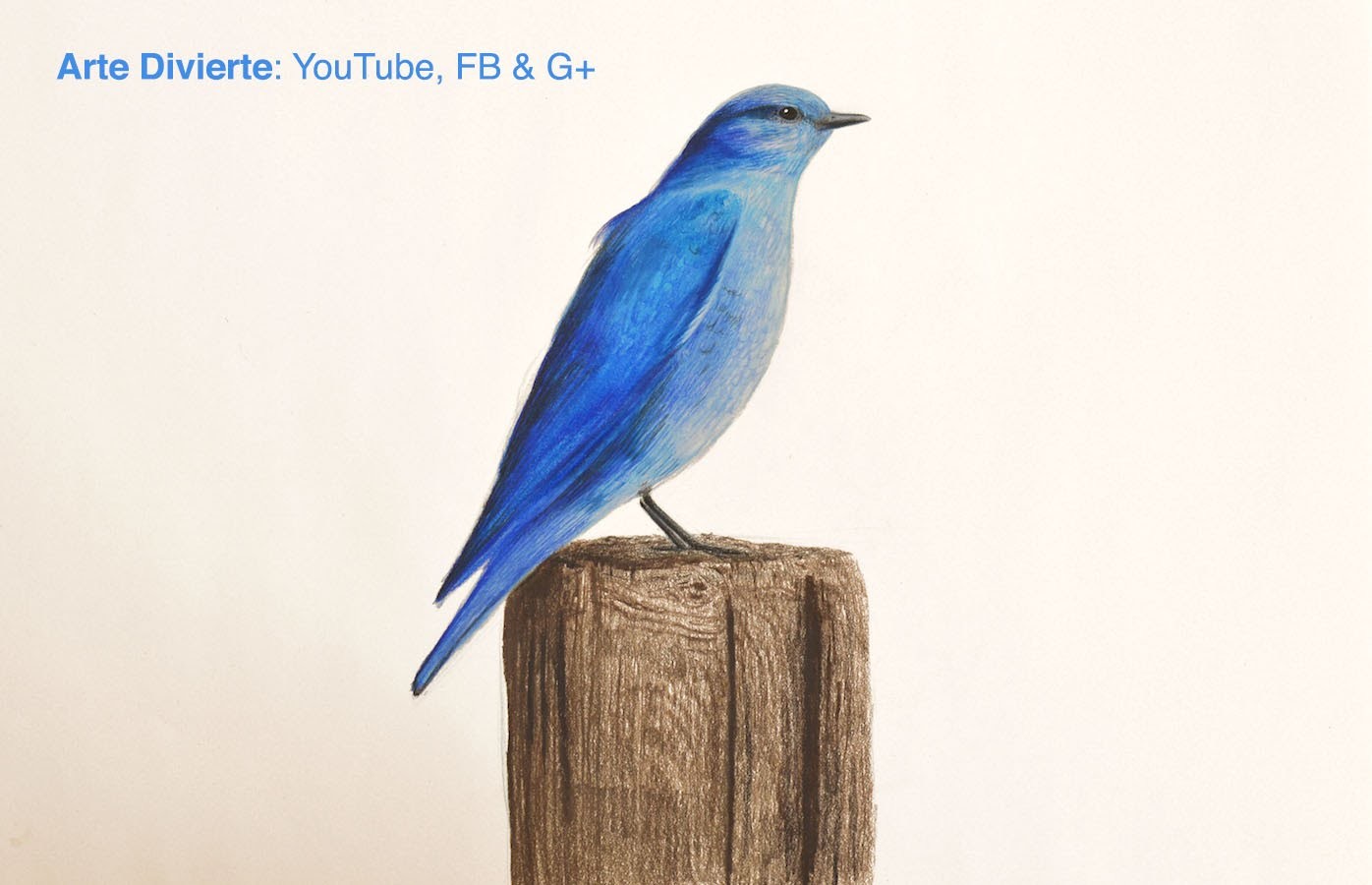 Cómo dibujar un pájaro azul con lápices de colores - El cuento del pájaro azul