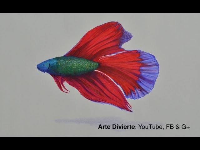Cómo dibujar un pez beta con colores
