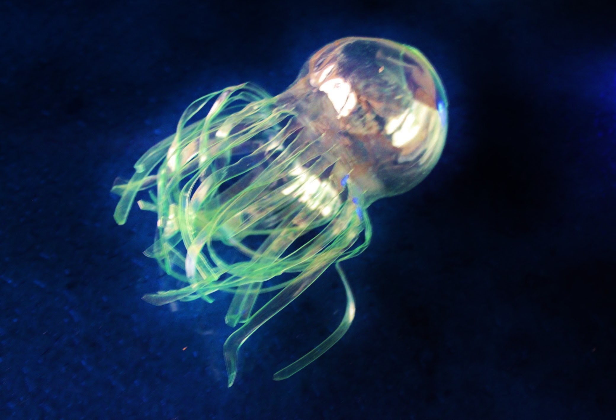 De botellas de plástico a medusas. De basuras marinas a sueños del mar