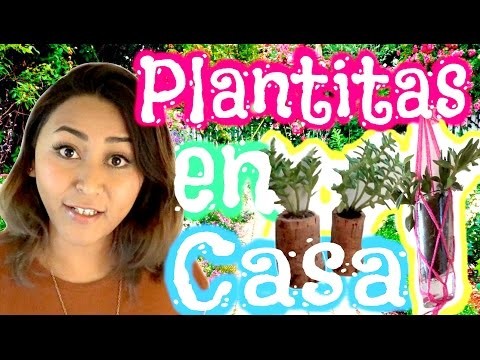 Plantas en Casa! Decora con Plantitas!. DIY. MonCruzPinto♥