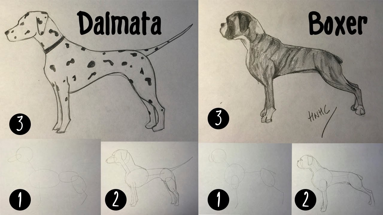 Como dibujar un perro dálmata y bóxer paso a paso