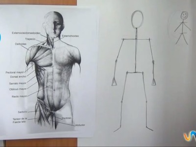 Cómo dibujar el cuerpo humano  (1º parte)