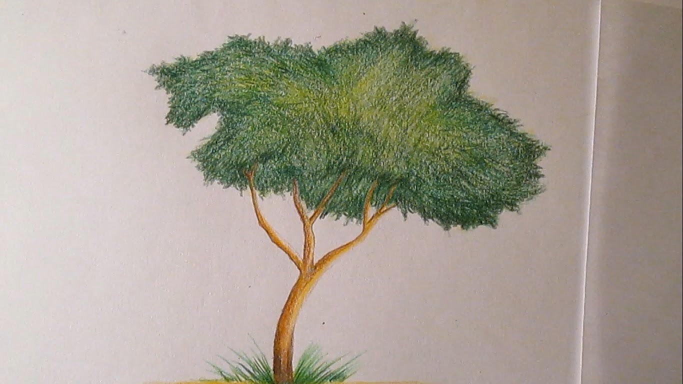 Cómo dibujar un árbol con lápices de colores paso a paso, dibujo de un árbol