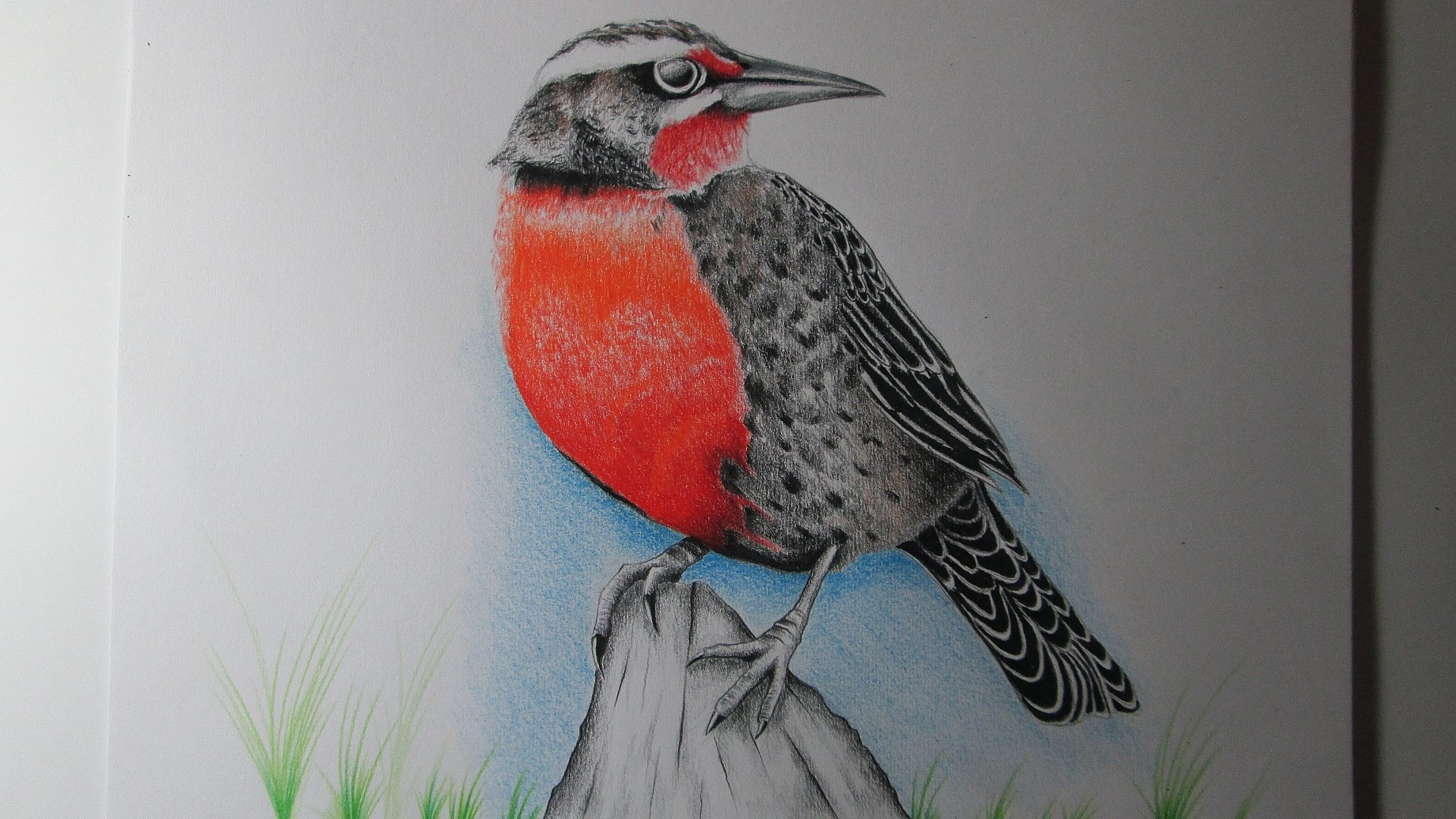 Cómo dibujar un pájaro con lápices de colores paso a paso, aprender a dibujar aves