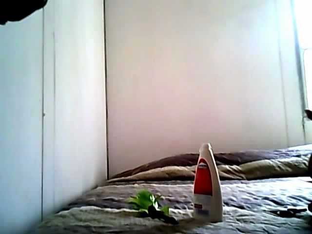 Tubos de papel higienico para regalar