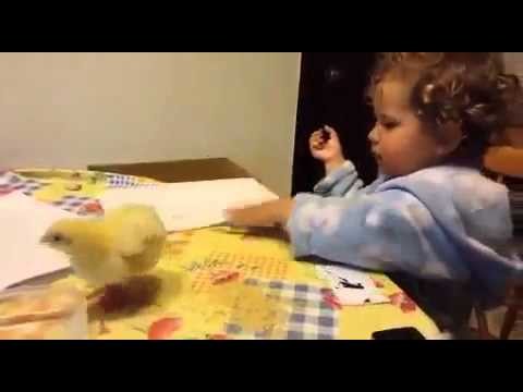 Video gracioso niño y su pollito