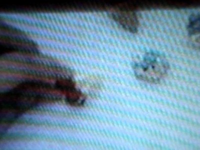 MASA FLEXIBLE,TECNICAS, DIFERENTES FIGURAS (ZARCILLOS, CINTILLOS, ETC) ULTIMA PARTE. MPG