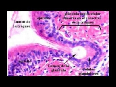 Tejido Epitelial Glandular Pluricelular Alveolar