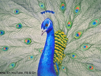 Cómo dibujar un pavo real con lápices de colores - Arte Divierte.