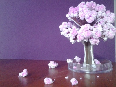 ¡Hazlo tu mismo! Árbol de Sakura desde Japón - Magic Sakura Tree Cherry Blossom Japan