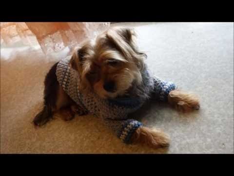 Como hacer un sueter para perro tejido  a crochet
