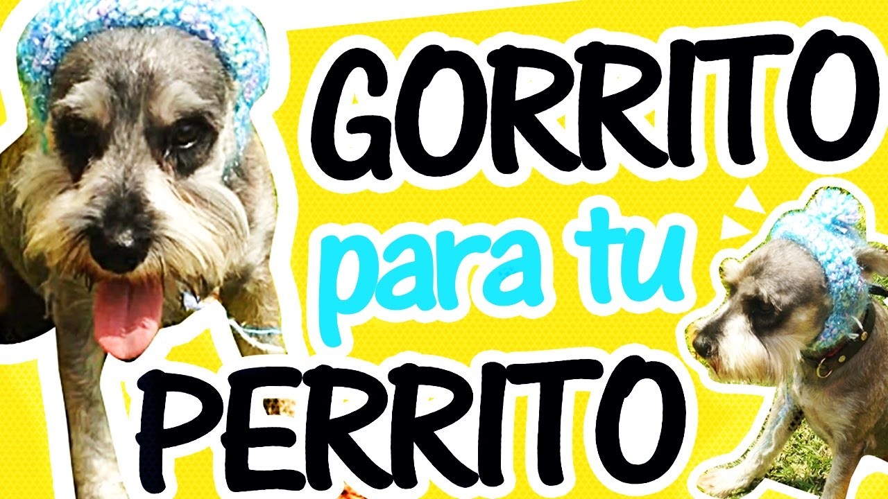 GORRITO PARA TU MASCOTA A CROCHET ¡FACIL!| Canela♥ - TO CROCHET A DOG HAT