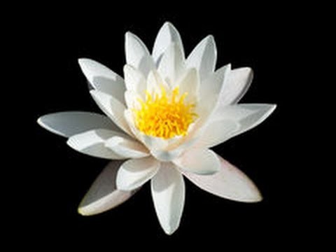 Còmo Hacer una Flor Lotus con Papel de Arroz- Hogar Tv  por Juan Gonzalo Angel