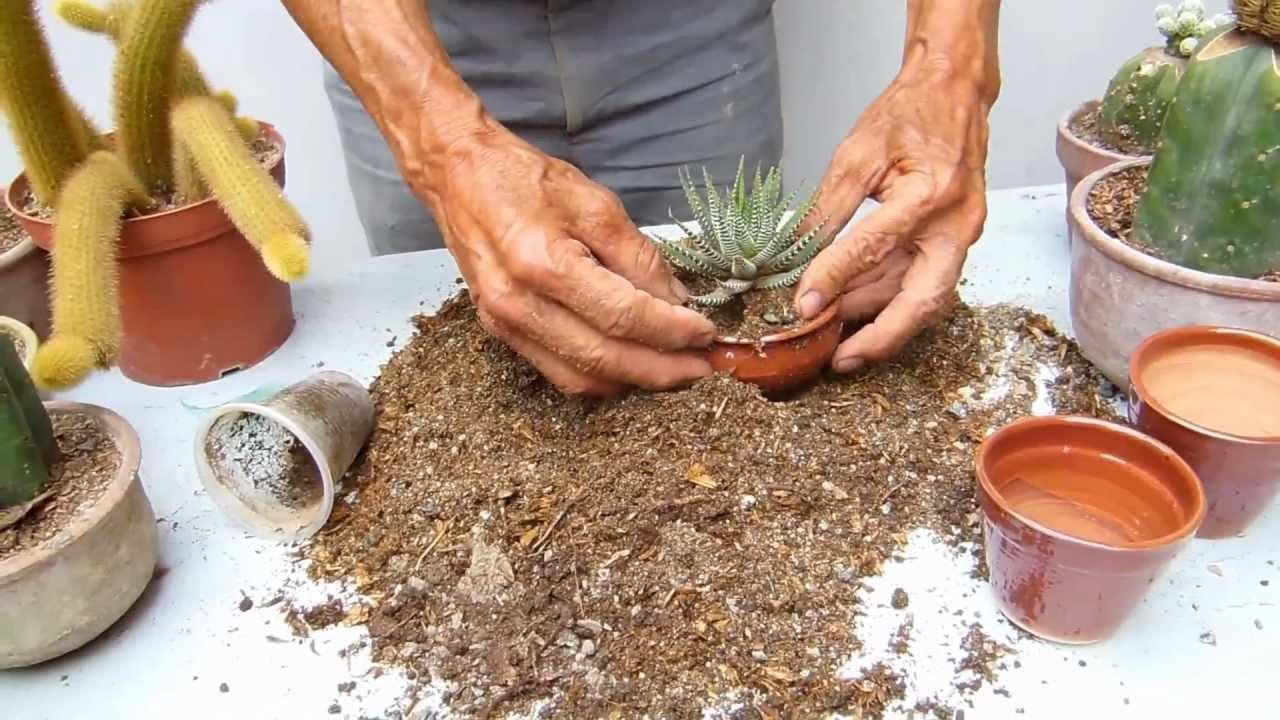 Preparación tierra de cactus