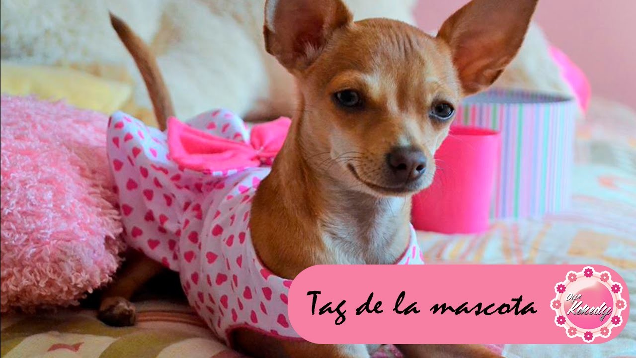 TAG DE LA MASCOTA :::. ♡ ♡ ♡
