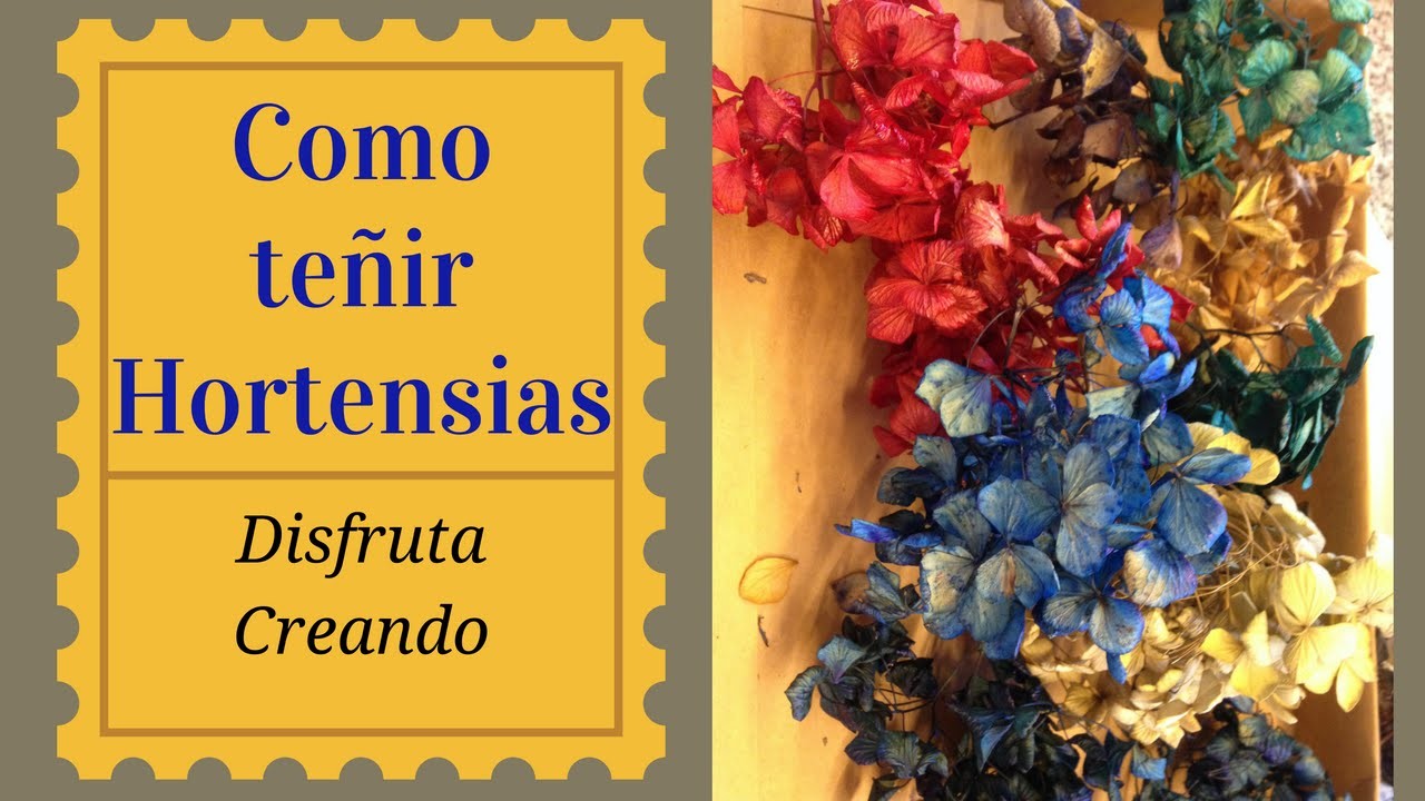 Teñido de hortensias