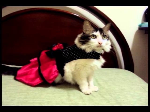 Ropa para perros y gatos. Costumes for dogs and cats
