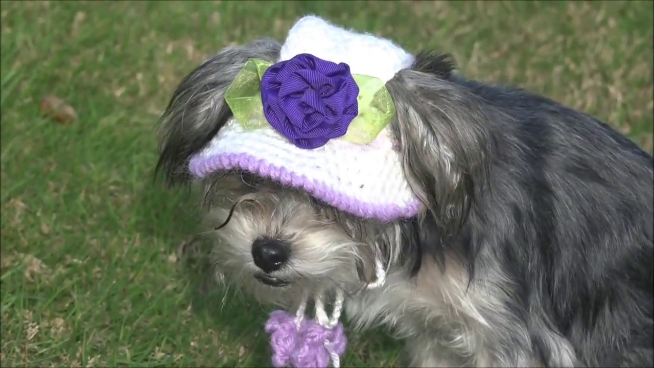 Gorro y sombrero para perro parte 1. how to crochet a dog hat. part 1
