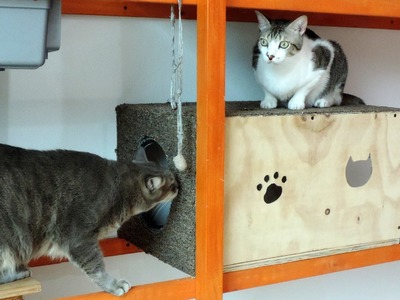 Caja de juegos para gatitos. Playground box for cats.