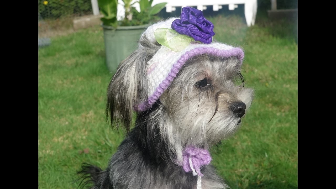 Gorro y sombrero para perro parte 2. how to crochet a dog hat. part 2