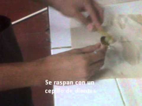 Dejar solo las nervaduras de las hojas