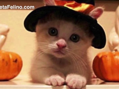 Los mejores disfraces para gatos - DIY Halloween Cat Costume Ideas - Planeta Felino