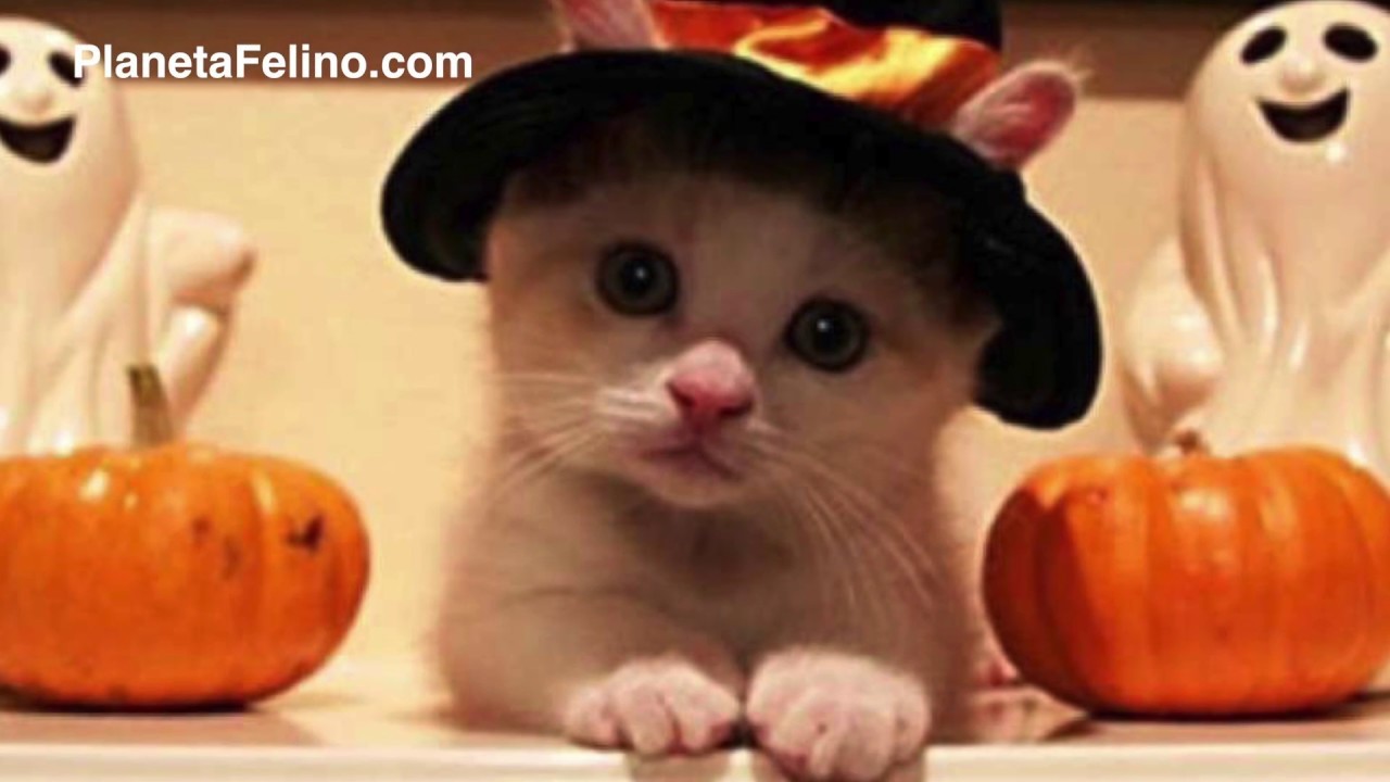 Los mejores disfraces para gatos - DIY Halloween Cat Costume Ideas - Planeta Felino