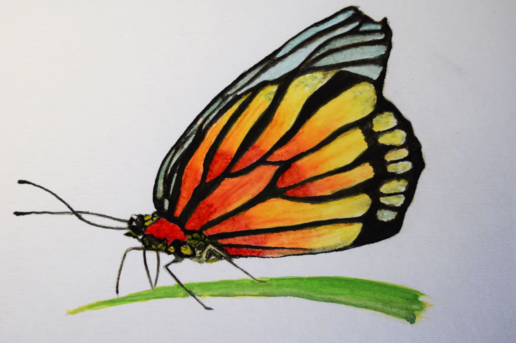 Como Pintar con Acuarela paso a paso ( Mariposa )