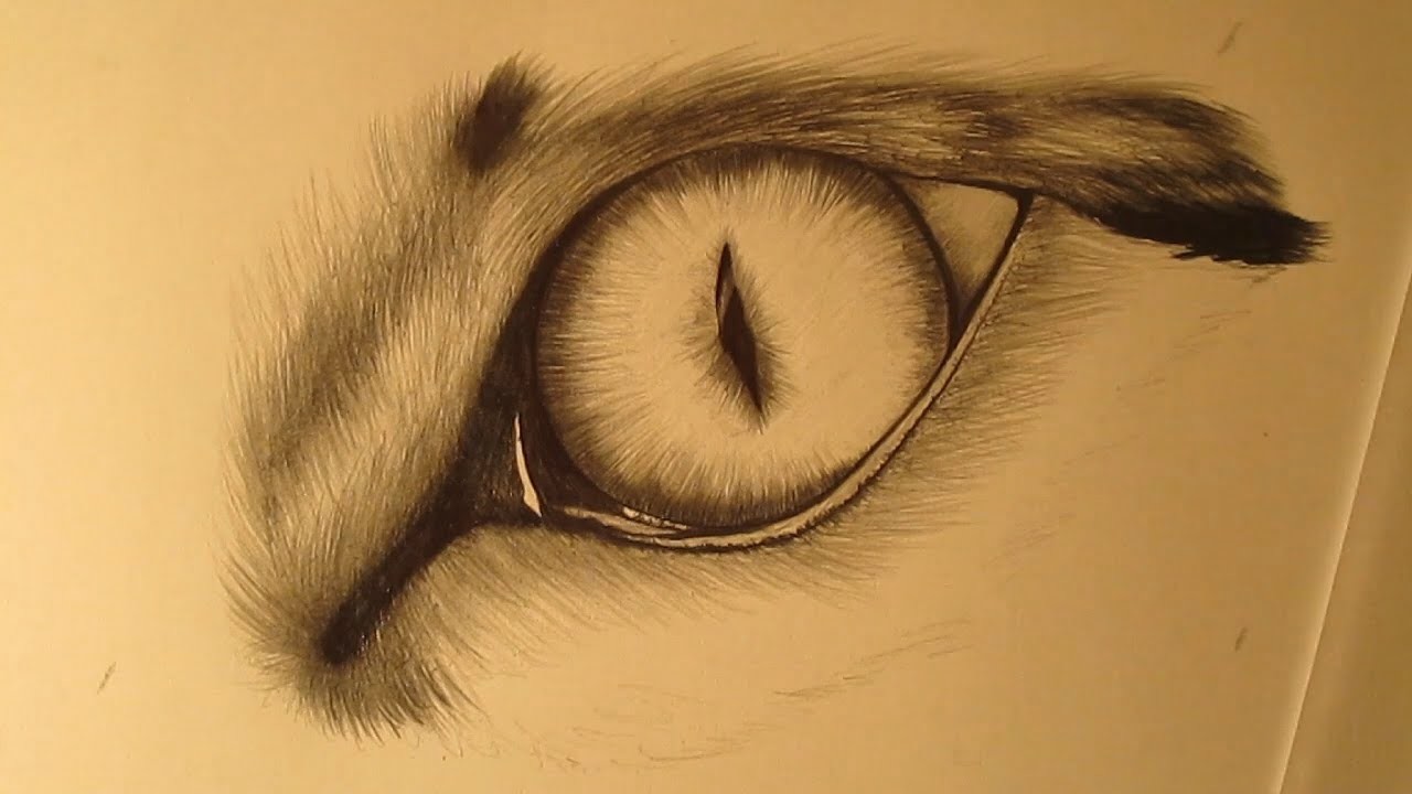 Cómo dibujar el ojo de un gato a lápiz paso a paso
