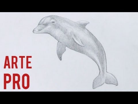 Como dibujar un Delfin a lapiz paso a paso