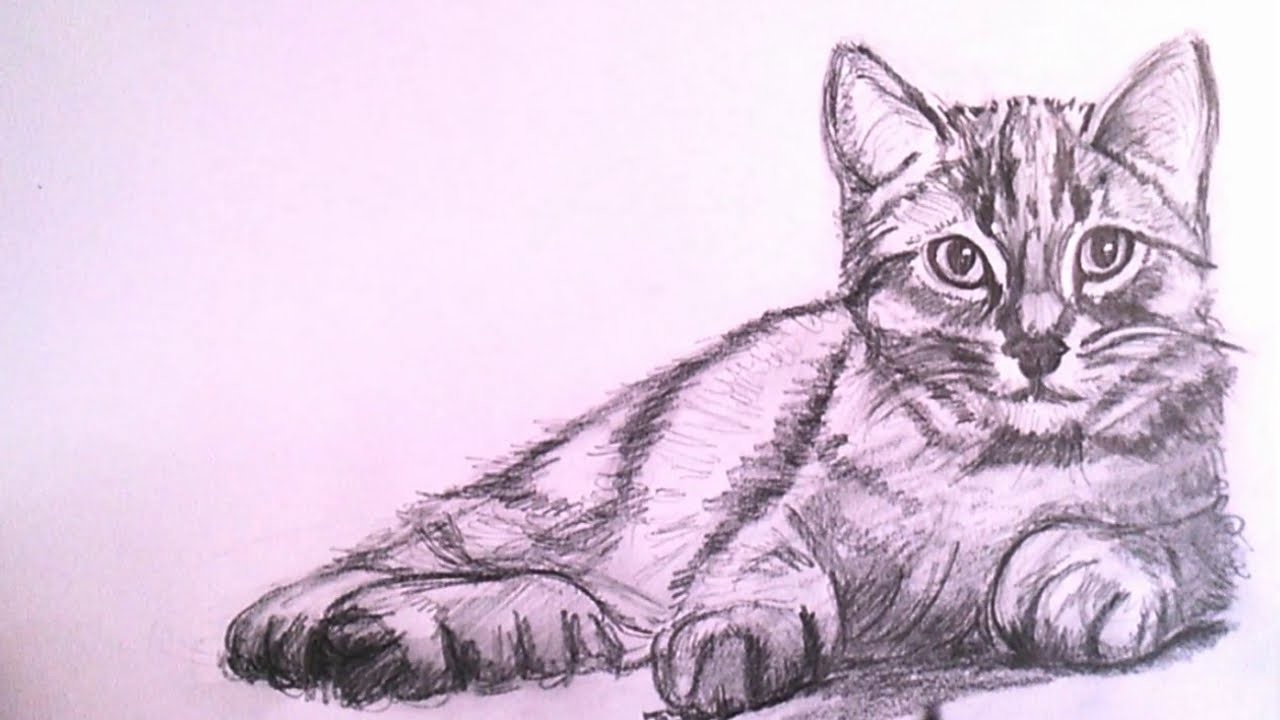 Como Dibujar un Gato Realista a Lapiz Paso a Paso