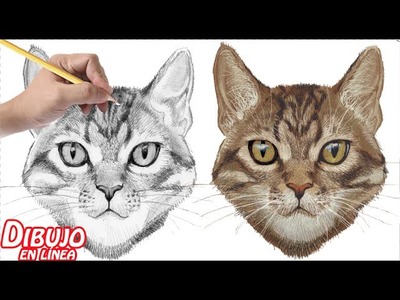 Como dibujar un gato  (explicado)